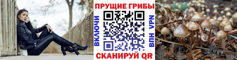 Купить  Кадников  Псилоцибиновые грибы Magic Shrooms 
